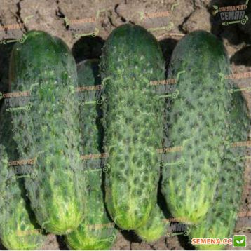 Каролина F1 семена огурца партенокарп. (Lark Seeds)
