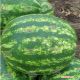Кримсон Свит семена арбуза (Lark Seeds)