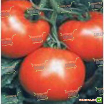 Мобил семена томата дет. (Lark Seeds)