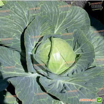 Пасадена F1 семена капусты б/к ультраранней (калибр.) (Lark Seeds)