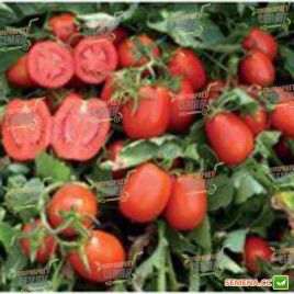 Платон F1 семена томата дет. (Lark Seeds)