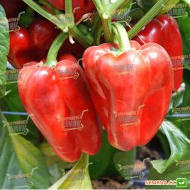 Приз F1 семена перца сладк среднеранн 70 дн 130-150 гр (Lark Seed)