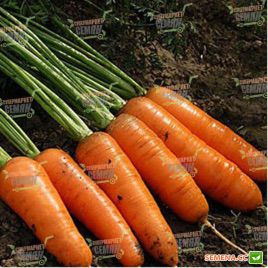 Ред Коред семена моркови Шантане (Lark Seeds)