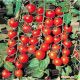 Старскрим F1 семена томата дет. черри (Lark Seeds)