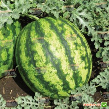 Султан F1 насіння кавуна тип Крімсон Світ (Lark Seeds)