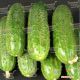 ZKI-104 F1 семена огурца партенокарп. (Lark Seeds)