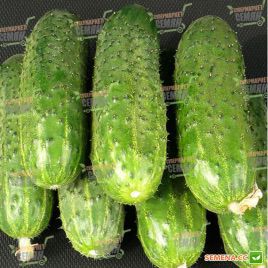 ZKI-104 F1 семена огурца партенокарп. (Lark Seeds)