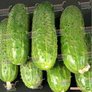 ZKI-104 F1 семена огурца партенокарп. (Lark Seeds)