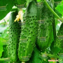 Оптимус F1 семена огурца партенокарп. (Lark Seeds)