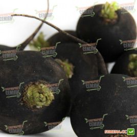 Багіра насіння редьки (Lucky Seed)