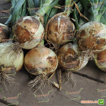 Цибуля ріпчаста озима Булат
