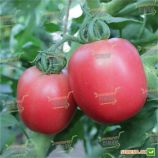 Томат Камелот (LS 1264) F1