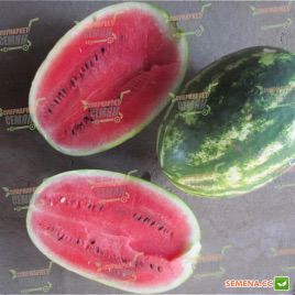 ЛС 1667 F1 (LS 1667 F1) семена арбуза раннего тип Кримсон Свит 8-12 кг (Lucky Seed)