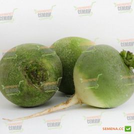 Редька маргеланська Ніка