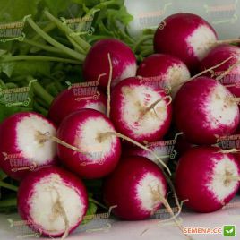 Николь семена редиса (Lucky Seed)