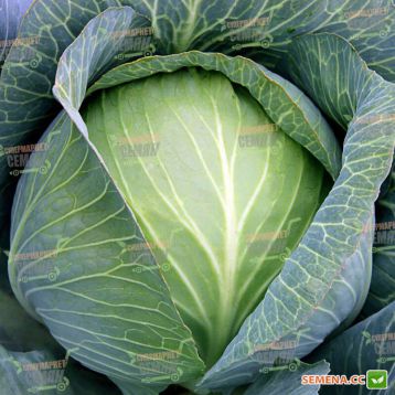 Супермаркет F1 насіння капусти б/к пізньої (Lucky Seed )