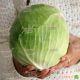 Супермаркет F1 насіння капусти б/к пізньої (Lucky Seed )