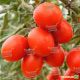 6Пунто7 F1 семена томата дет. черри (Seminis)