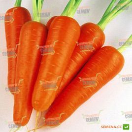 Абліксо F1 насіння моркви Шантане (Seminis)