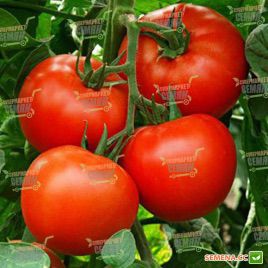 Алексия F1 семена томата индет. (Seminis)