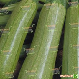 Амжад F1 семена кабачка (Seminis)