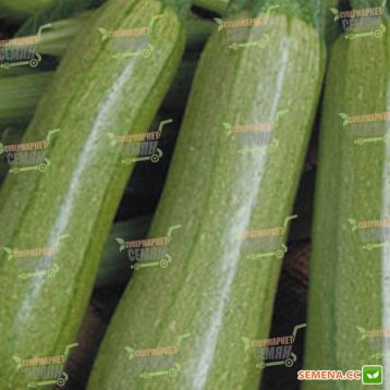 Амжад F1 семена кабачка (Seminis)