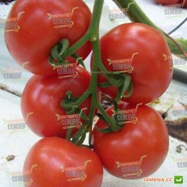 Бизарр F1 семена томата индет (DRS-Seminis)