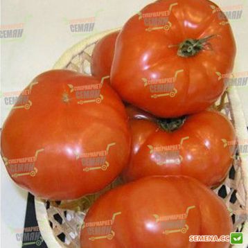 Бомакс F1 семена томата индет (DRS-Seminis)