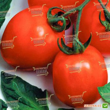 Дуал Эрли F1 семена томата дет. (Seminis)