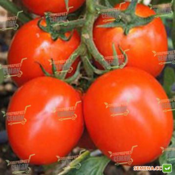 Дуал Плас F1 семена томата дет. (Seminis)