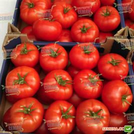 Форонти F1 семена томата индет. (DRS-Seminis)