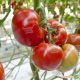 Форонти F1 семена томата индет. (DRS-Seminis)