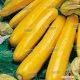 Голд Раш F1 семена кабачка (Seminis)