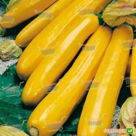 Голд Раш F1 семена кабачка (Seminis)