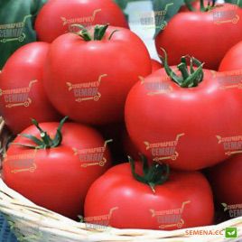 Ягуар F1 семена томата индет. (Seminis)