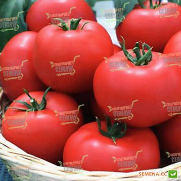 Ягуар F1 семена томата индет. (Seminis)