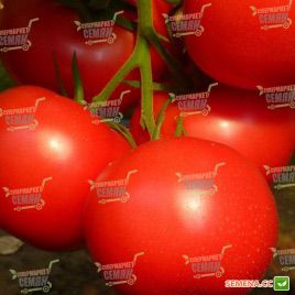Канна 218 F1 семена томата индет. раннего 95-100 дн. окр.-припл. 170-180 гр. розового (DRS-Seminis)