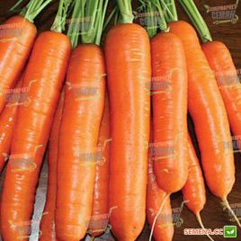 Карболи F1 семена моркови Нантес (Seminis)