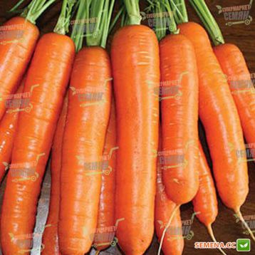 Карболи F1 семена моркови Нантес (Seminis)