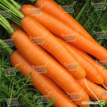Карведжо F1 семена моркови Нантес (Seminis)