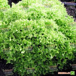 Касабелла семена салата тип Лолло Бионда (Seminis)
