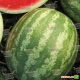 Колизей F1 семена арбуза тип Кримсон Свит (Seminis)