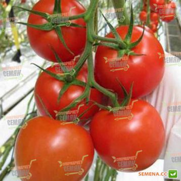 Комит F1 семена томата индет (DRS-Seminis)