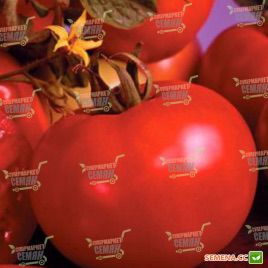 Марисса F1 семена томата индет. (Seminis)