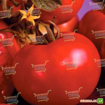 Марисса F1 семена томата индет. (Seminis)
