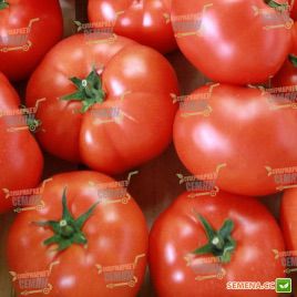 Матиас F1 семена томата индет. среднераннего 100-115 дн. окр. 250-300гр красный (DRS-Seminis)
