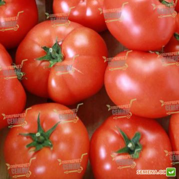 Матиас F1 семена томата индет. среднераннего 100-115 дн. окр. 250-300гр красный (DRS-Seminis)