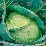 Мензания F1 семена капусты б/к поздней (Seminis)