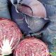 Рэд Династи F1 семена капусты к/к ранней (Seminis)