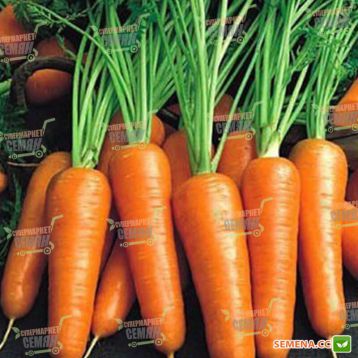 Ройал Шансон семена моркови Шантане (Seminis)